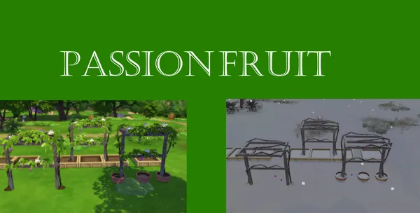 Passionfruit Harvestable